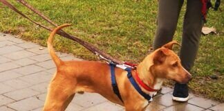 Kleines Energiebündel – ELVIS