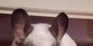 Ein cooler Typ – Chinchilla BENNO