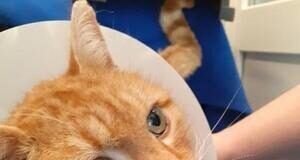 Mitteilsam und verschmust – Kater HONEY