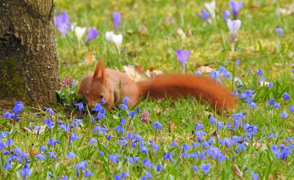Ob hier noch ein Nuss liegt ?