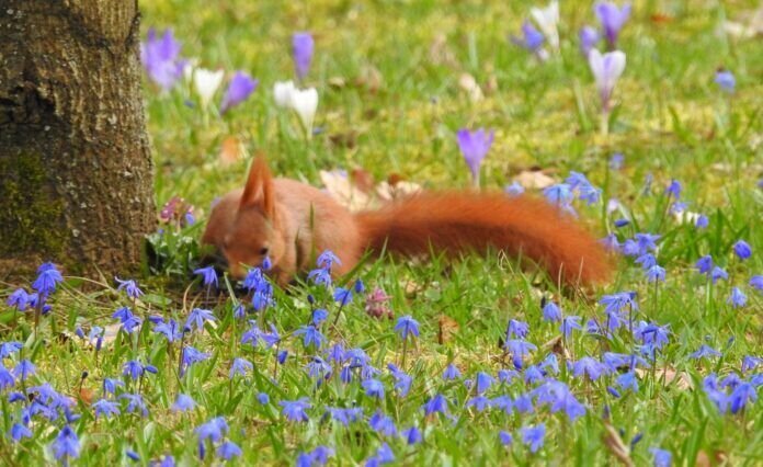 Ob hier noch ein Nuss liegt ?