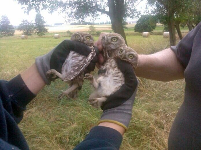 2014.06.21-3 Kauze bei Kontrolle - Kopie