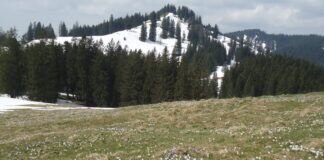 Der Drehersberg im Ehrenschwanger Tal hinter der Krokuswiese