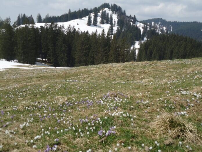 Der Drehersberg im Ehrenschwanger Tal hinter der Krokuswiese