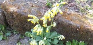 Primula veris, die echte Schlüsselblume