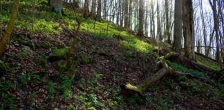 Naturschutzgebiet Hangelstein, direkt `vor unserer Haustür` liegend.
