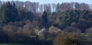 Frühlingserwachen ` nicht nur im Schwedendorf ` zu Grünberg.