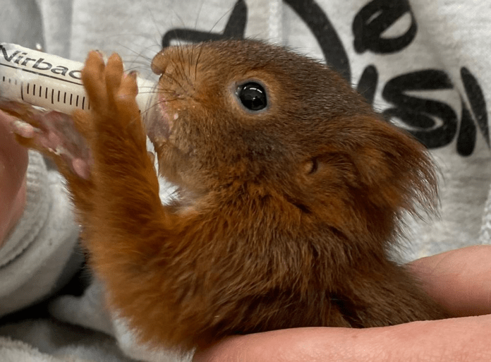Eichhörnchen zum Video