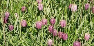 Hübsch aber giftig, die Schachblume “Fritillaria meleagris”