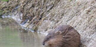 Futterposition einer Bisamratte