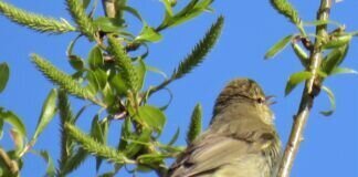Die Vogelwelt und Vogelstimmen in der Natur