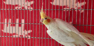 Der einsame KARL – VERMITTELT