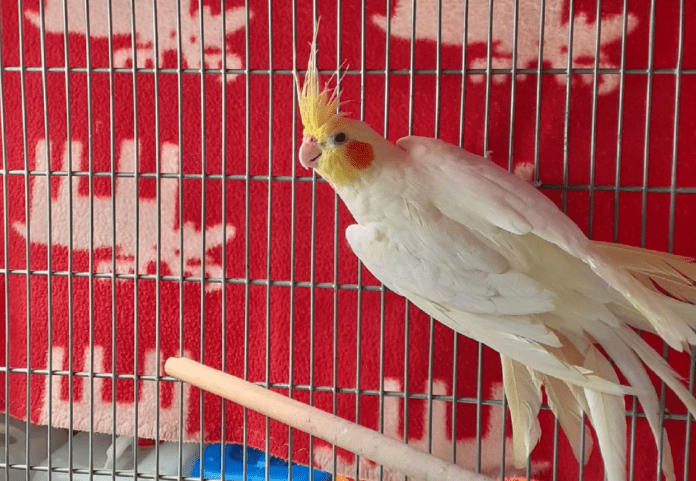 Kanarienvogel (3) kARL