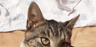 Aufgeschlossene und junge Katzendame MIMI II – VERMITTELT