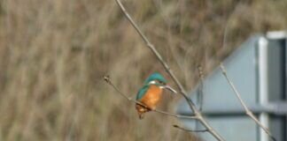 Mein erster Eisvogel