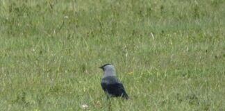 Gestreifte Krähenart