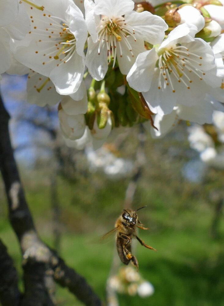  Wunderschöne Kirschblüte in Ockstadt bei Friedberg - Gießener Zeitung 
