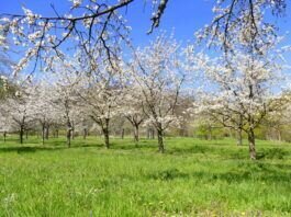 Wunderschöne Kirschblüte in Ockstadt bei Friedberg