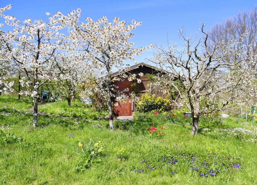 Wunderschöne Kirschblüte in Ockstadt bei Friedberg - Gießener Zeitung