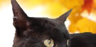 Ein richtiger Schmusekater – PAUL (siehe auch Video) – VERMITTELT