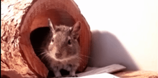 Zwei dynamische Degus – CHIP & DALE – VERMITTELT