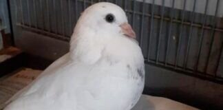 Weißes Täubchen SULLY