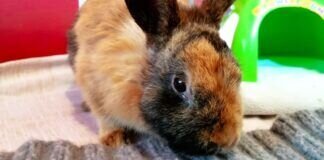 Kaninchenbub Tick – VERMITTELT