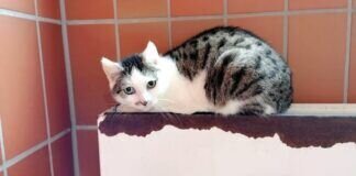 FELICITAS sucht Menschen mit großem ❤ und noch mehr Geduld!