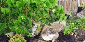 Gartenwünsche umgesetzt!