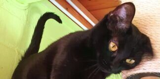 Black is beautiful! Vermittelt!