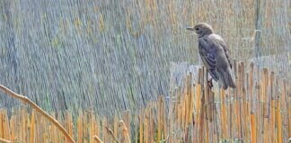 Die Vogelwelt in unserem Garten!