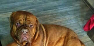 Kinderhund Rocky! Zuhause gefunden!