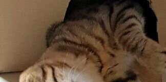 Temperamentsbündel Rosé! Zuhause gefunden!