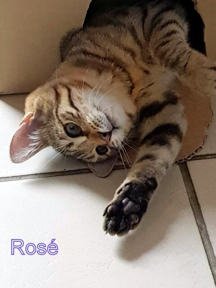 64f594ad-5c1e-4092-892f-35471afd73d5