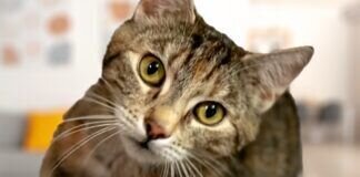 Wunderhübsche Katzendame ANASTASIA – VERMITTELT