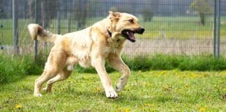 Sanfter Riese BIGFOOT – VERMITTELT ☺