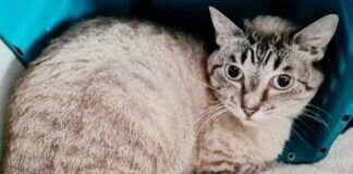 “Ebaykatze” BRIGITTE – VERMITTELT