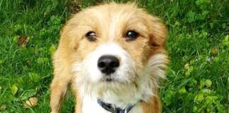 Kleiner, hübscher CAMPINO – VERMITTELT