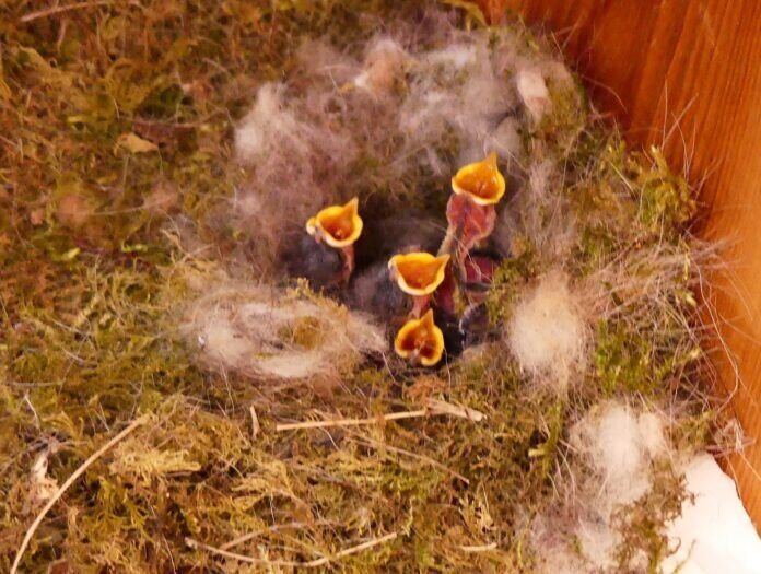 4 haben Hunger einer schläft