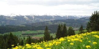 Löwenzahnzeit im Allgäu Blick über Börlas zur Nagelfluhkette