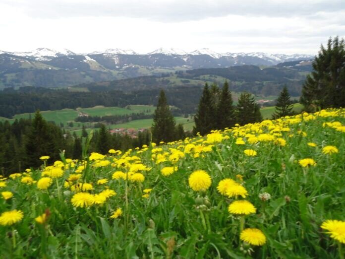 DSC04218 Blick über Börlas zur Nagelfluhkette