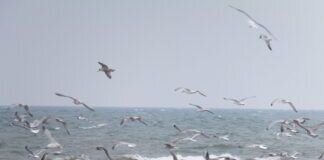 5. Mai keine Aktionen zum EU- Protesttag zur Gleichstellung von Menschen mit und ohne Behinderungen