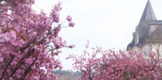 Im Marburger Südviertel, die Japanische Kirschblüte