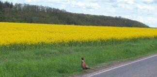 Wir bremsten heute für einen Fasanhahn