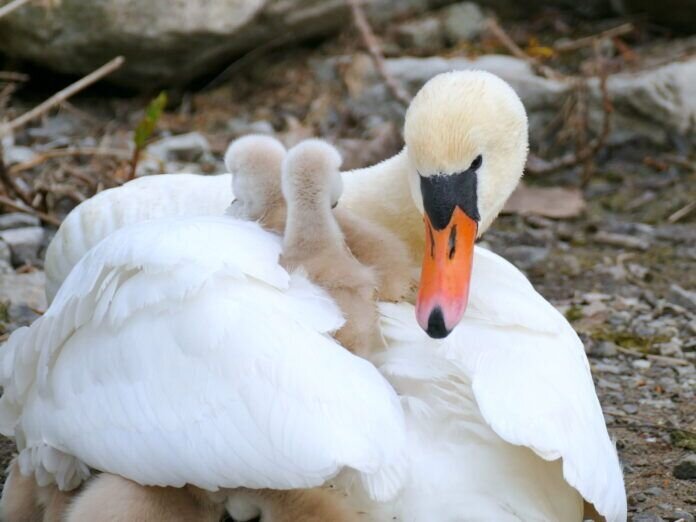Die beiden haben einen guten Platz ergattert P3260392