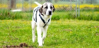 Gutmütig, freundlich u. wachsam – HORSTI – VERMITTELT