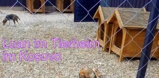 Luan, der Beschützertyp!