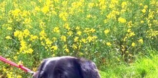 Der besondere Hund sucht besondere Menschen!