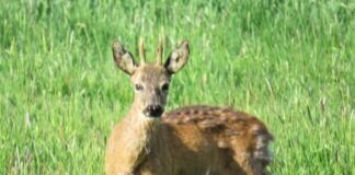 Einen Rehbock beim Grasen erwischt