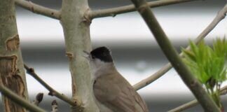 Was für ein toller Sänger in der Robinie